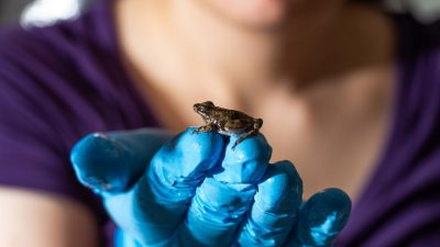 Graduate researcher Talia Weiss observes a cricket frog. Photo courtesy of Jake Socha.